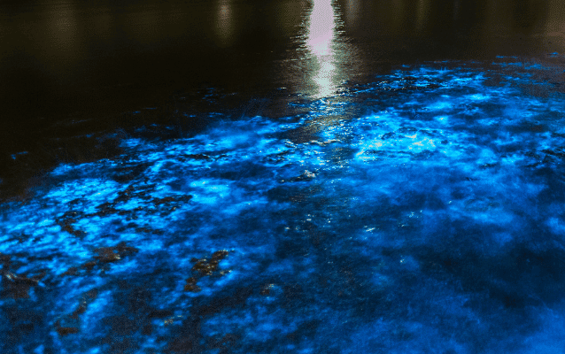 La Parguera Bio Bay Tours Puerto Rico Bioluminescence