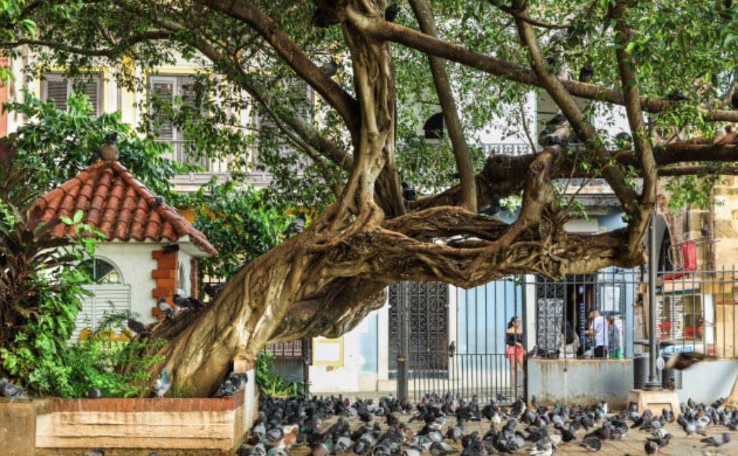 Parque De Las Palomas
