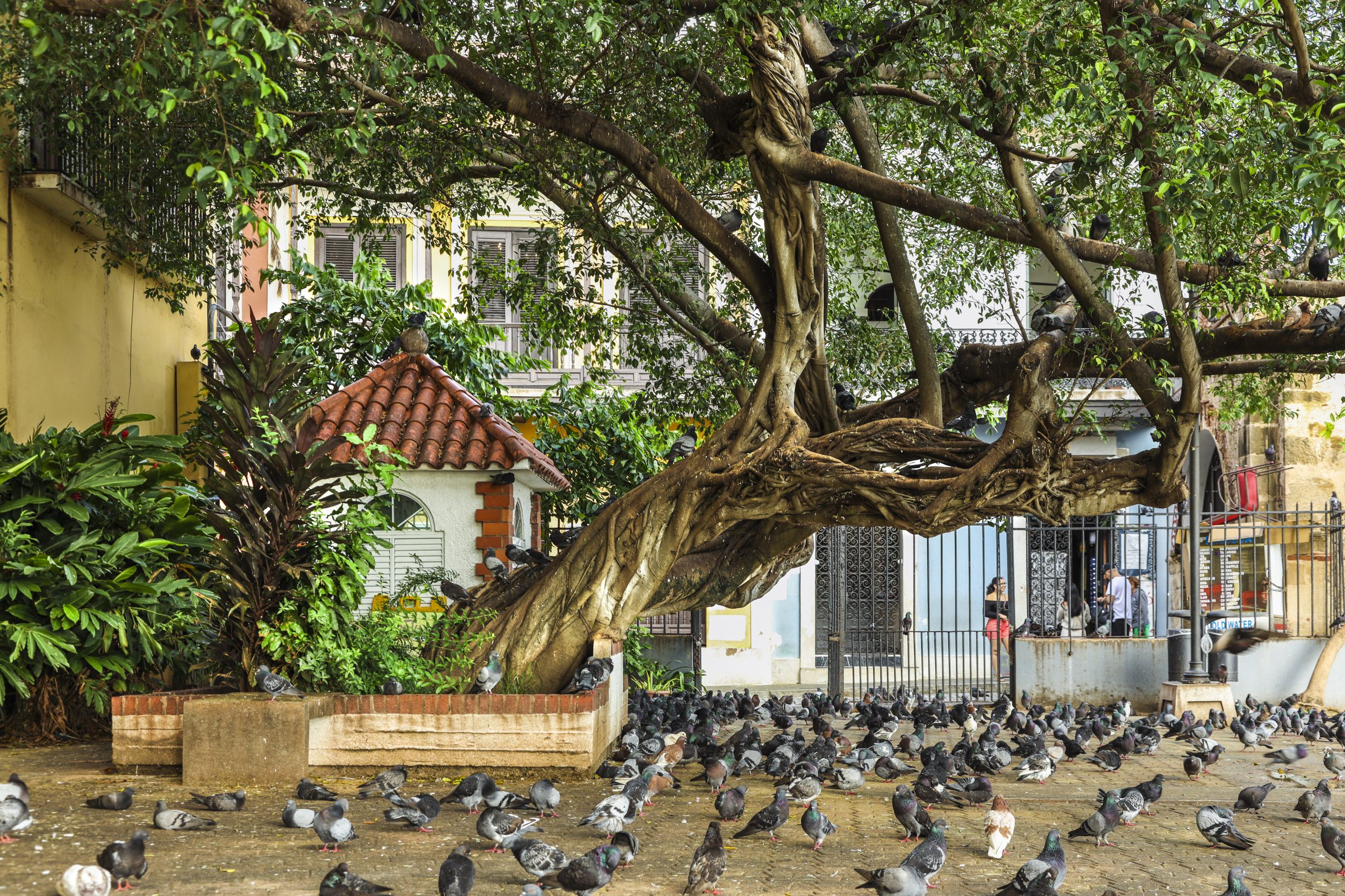 San Juan Cruise Port Puerto Rico Parque De Las Palomas.