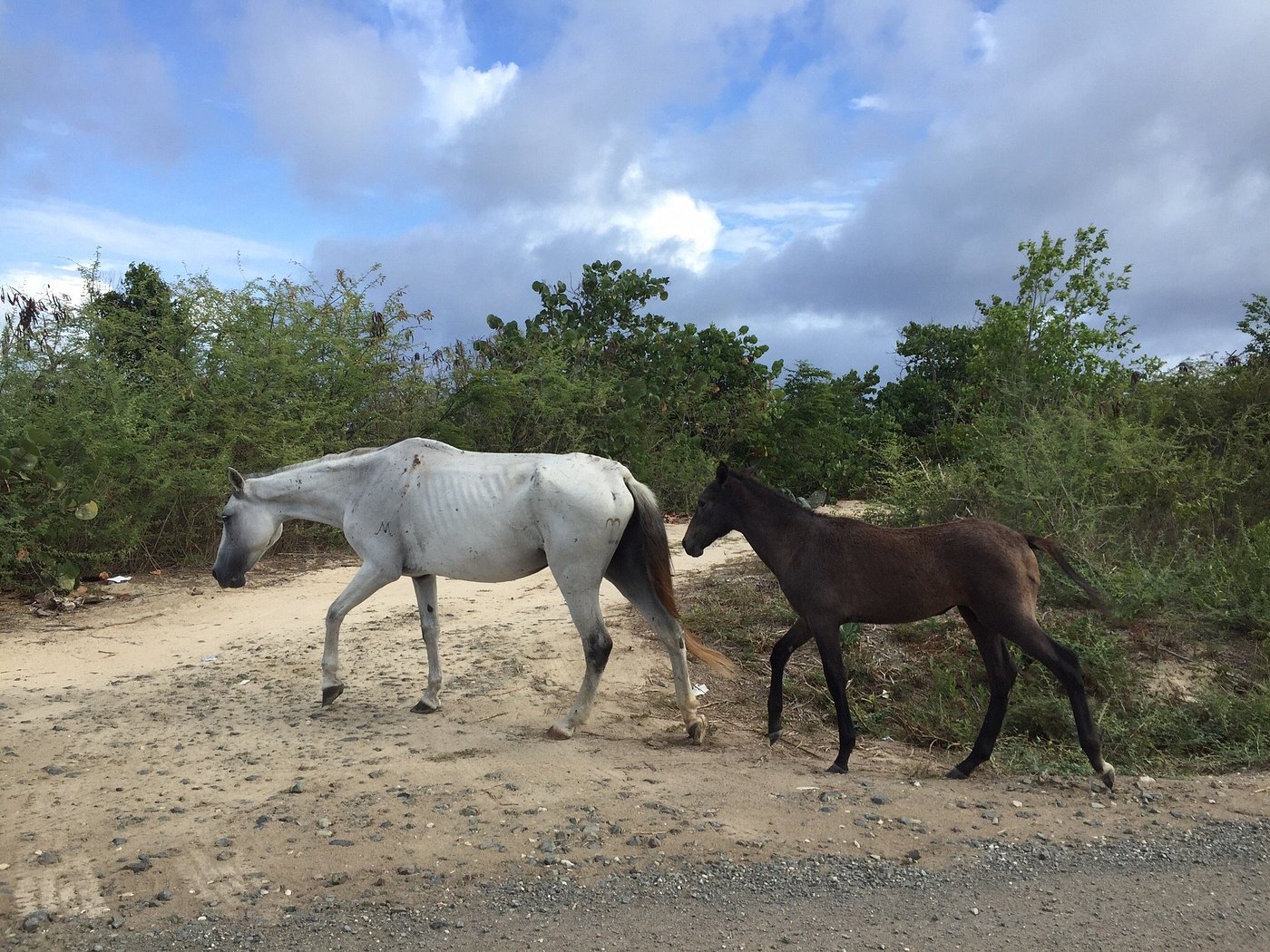 Vieques Island La Chiva Beach Puerto Rico Wild Horses